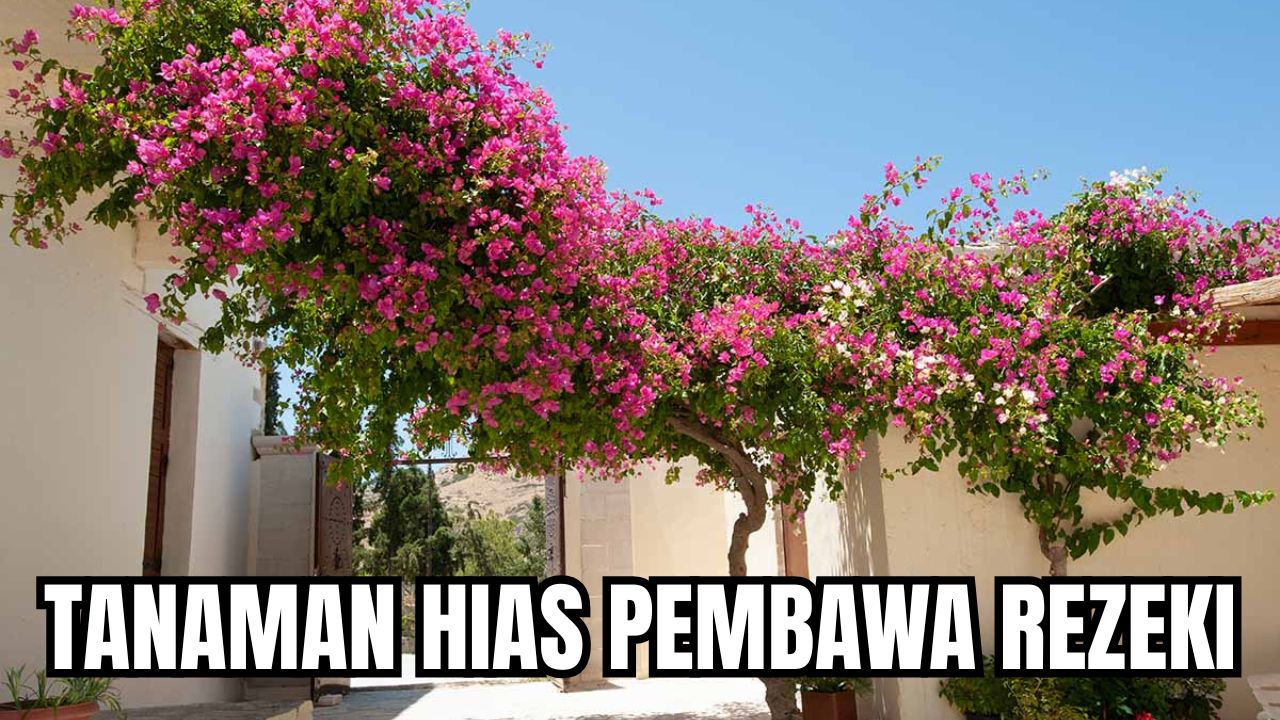 Tanaman Hias Pembawa Keberuntungan