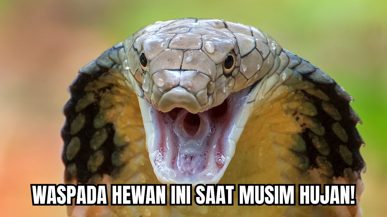 Hewan yang Sering Masuk Rumah Saat Musim Hujan