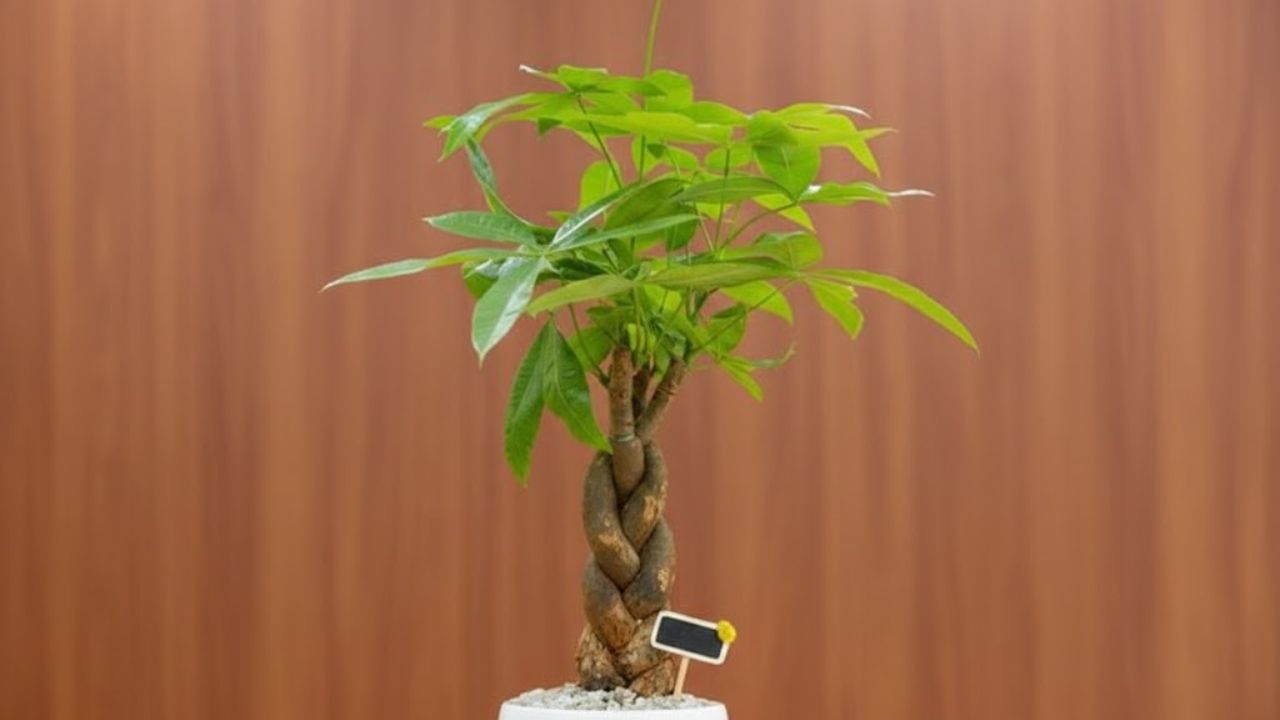 Pohon Uang Tanaman Pembawa Keberuntungan