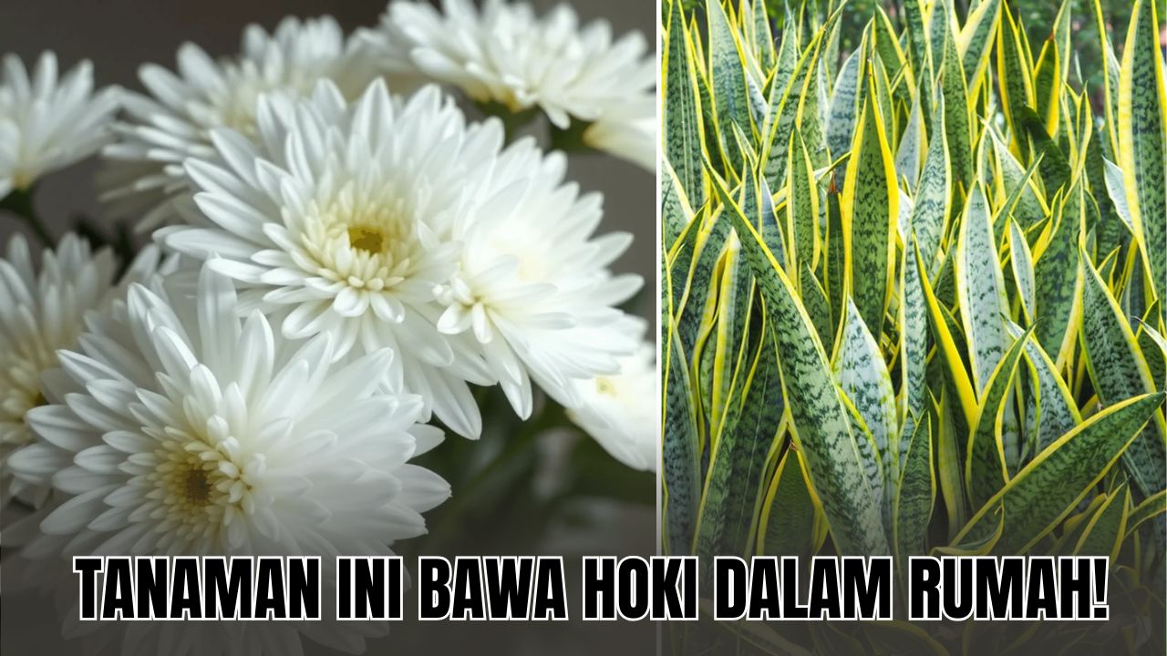 Tanaman Hias Dalam Rumah Pembawa Hoki