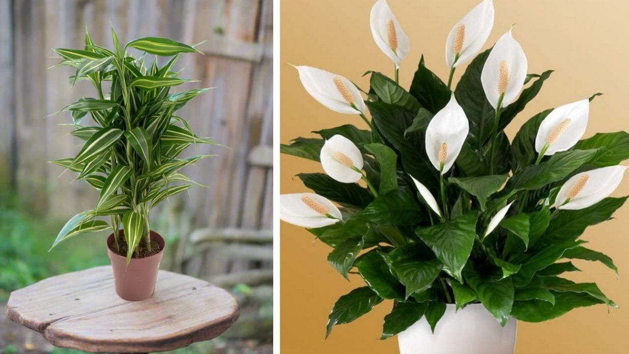 Tanaman Hias Pembawa Hoki di Tahun 2026