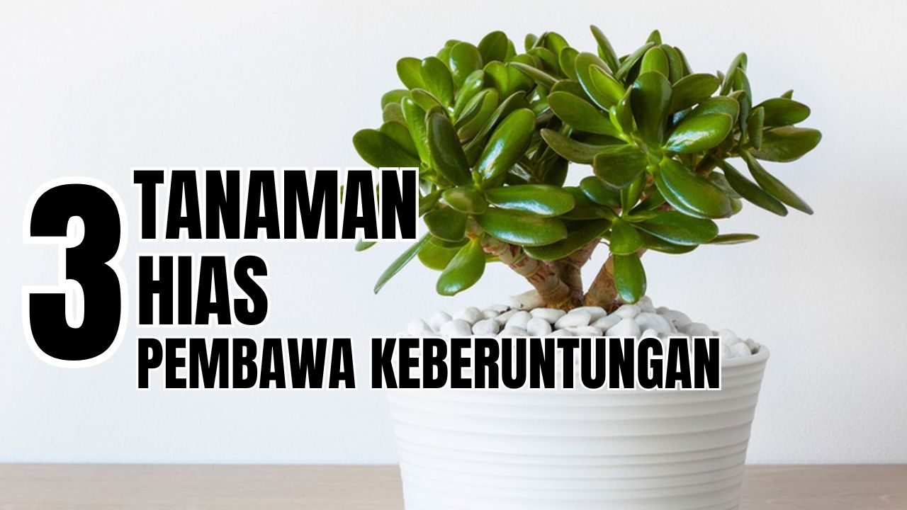 Tanaman Hias Pembawa Keberuntungan