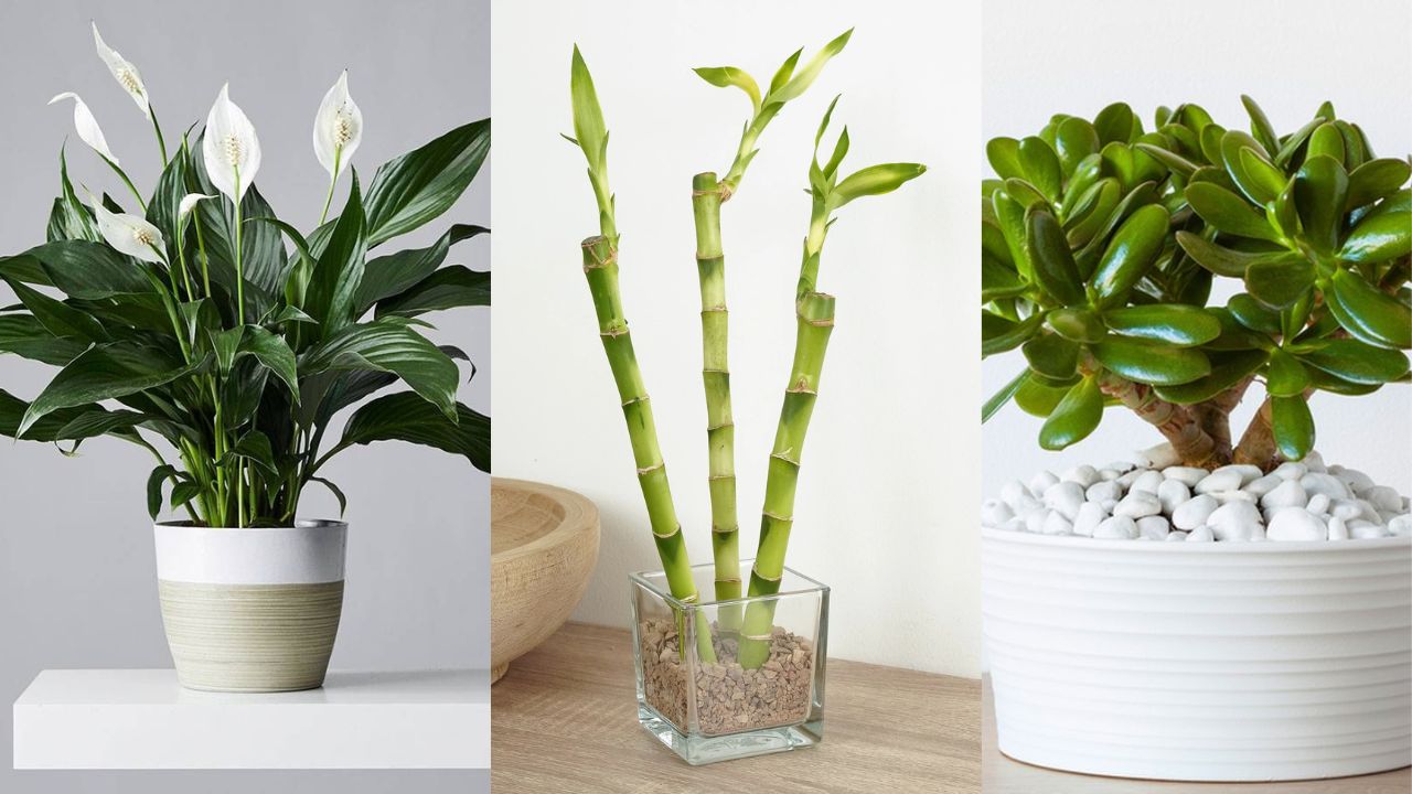 Tata Letak Tanaman Hias Pembawa Keberuntungan